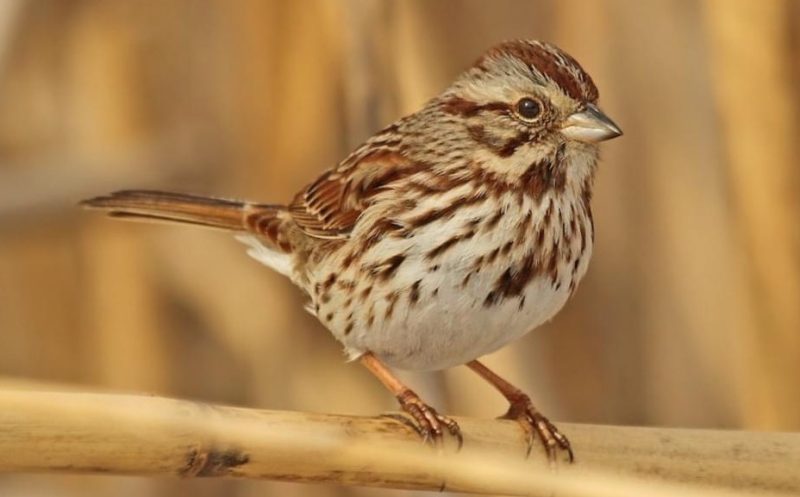 song-sparrow-800x497-1 Common Birds in Oklahoma