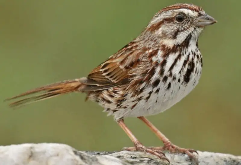 song-sparrow-800x549-1 Sparrows in Texas