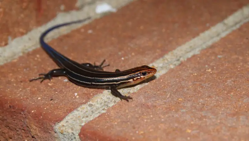 Lizards in Georgia