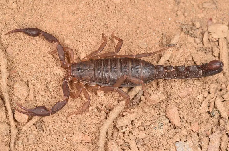 Scorpions in Alabama