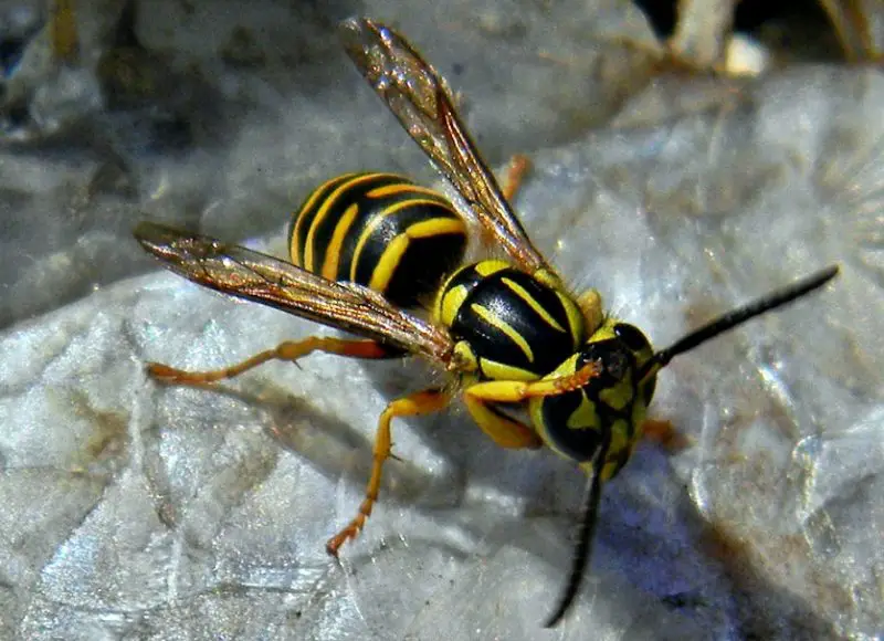 Wasps in Georgia