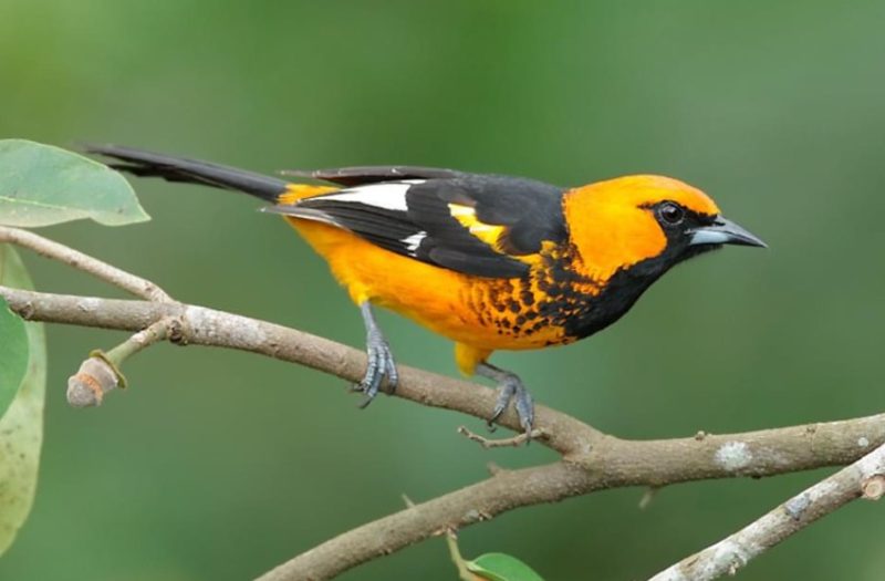 spot-breasted-oriole-800x525-1 Blackbirds in Arizona