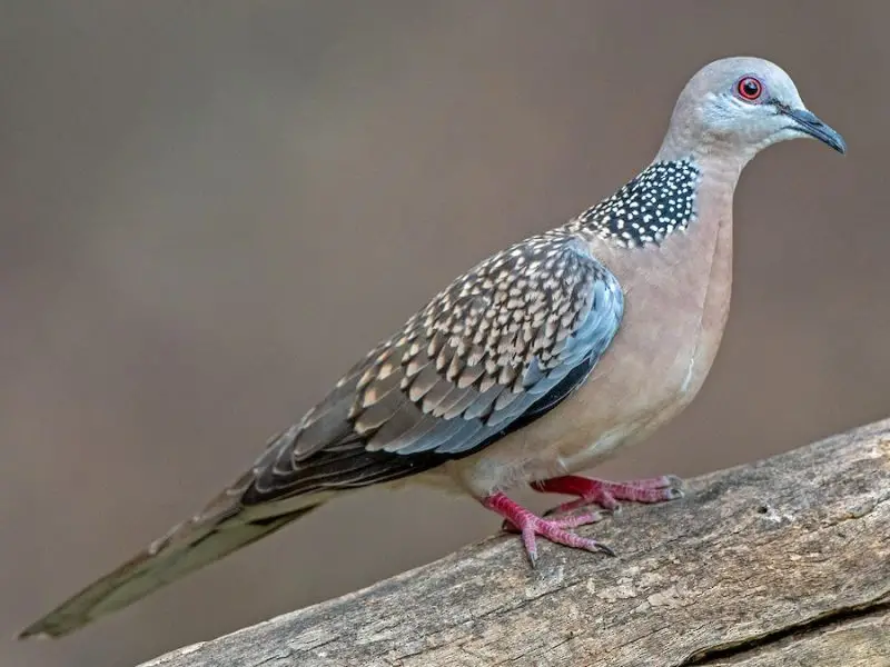 spotted-dove-spilopelia-chinensis-800x600-1 Doves in Hawaii
