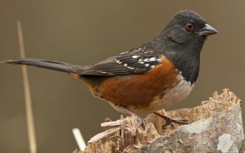 spotted-towhee-800x501-1 Sparrows in Texas