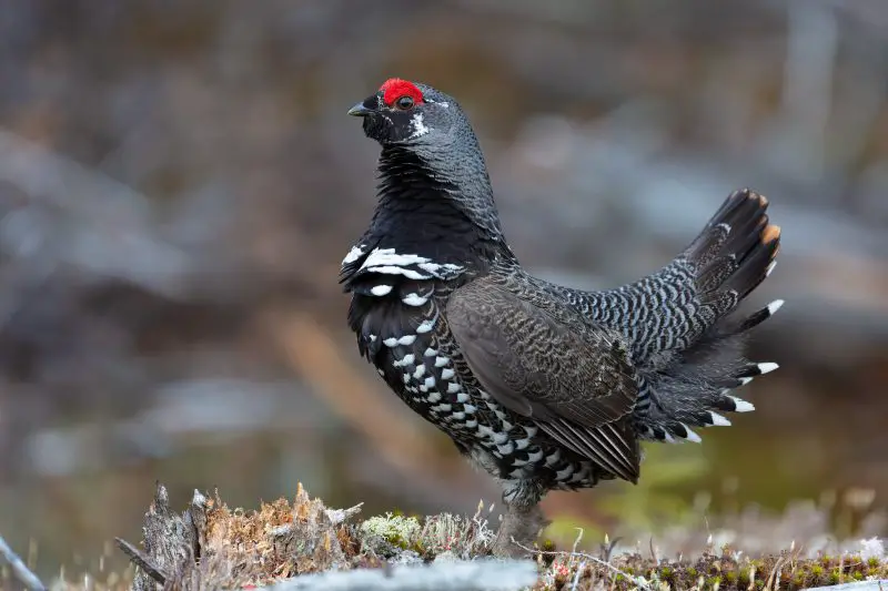 Grouse in Maine
