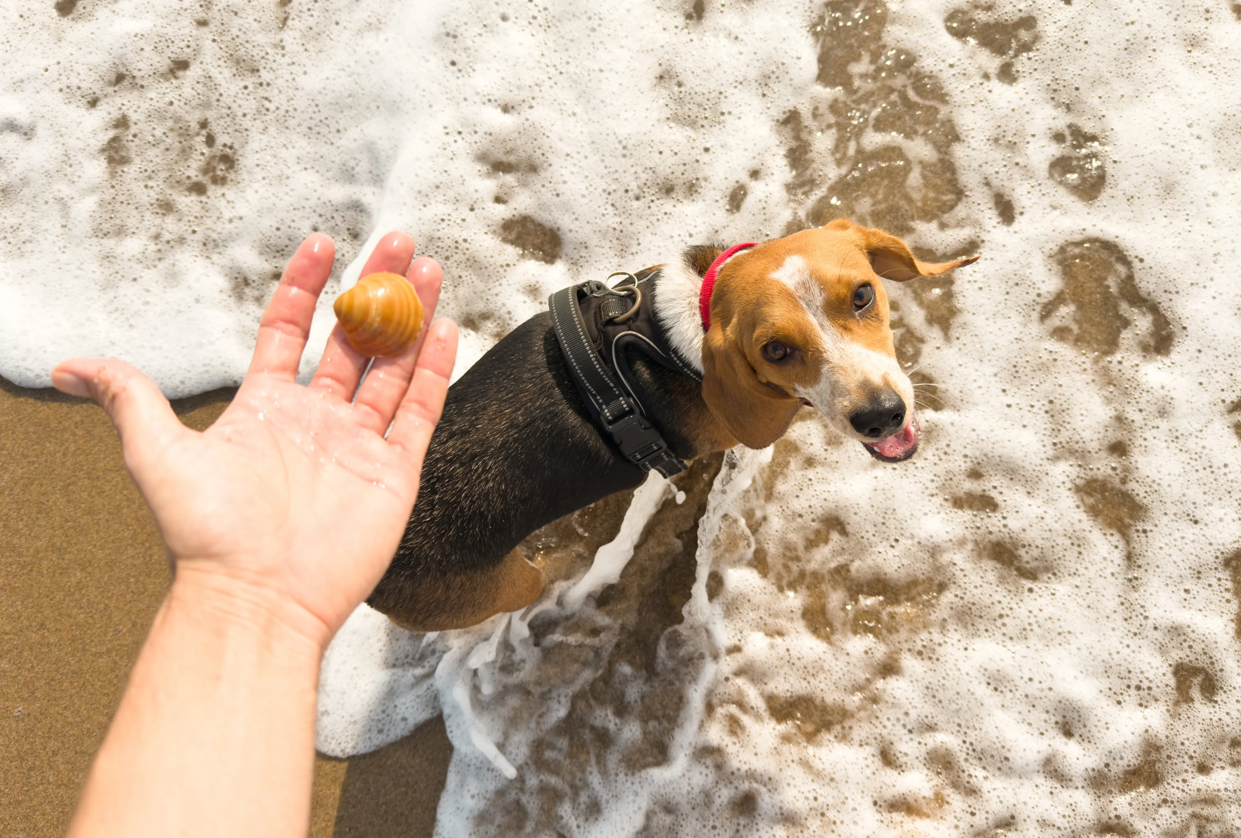A person's hand holding a seashell with a dog standing on the shoreline looking up