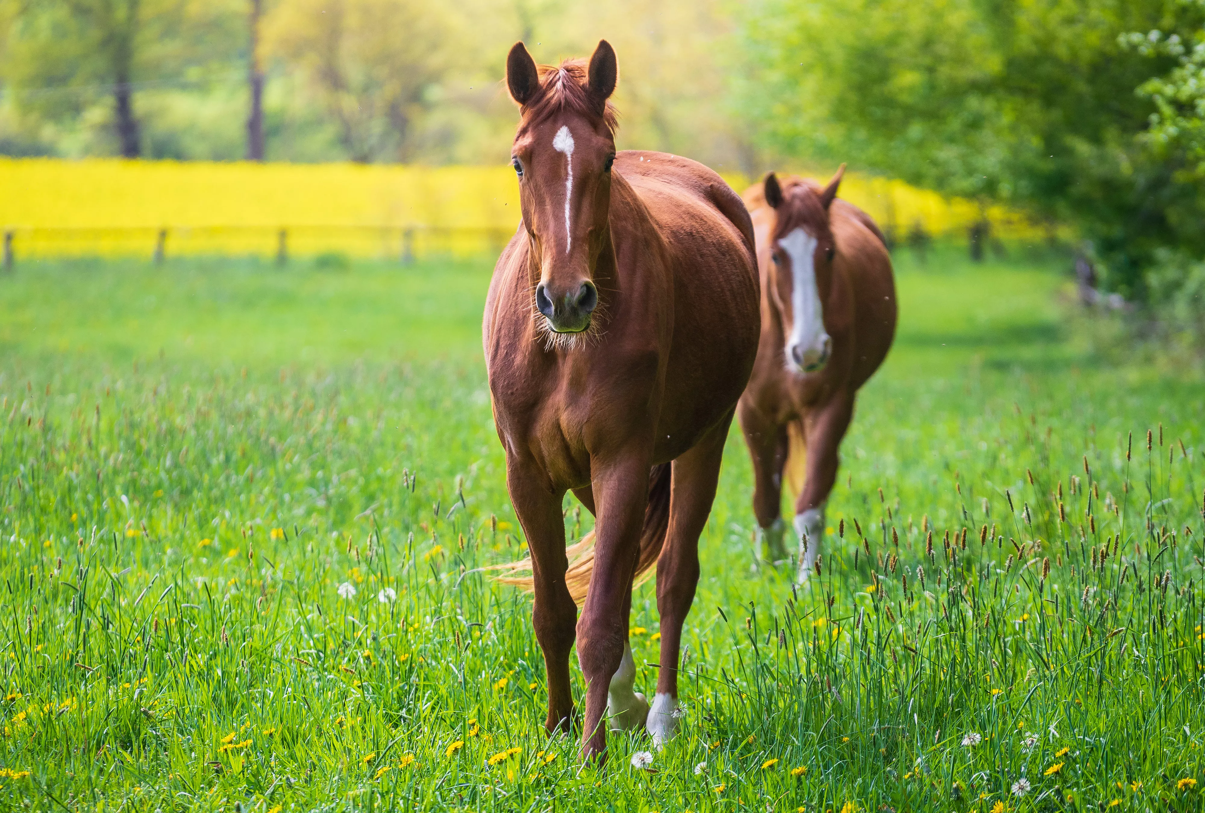 two reddish brown horses walking through grassy meadow