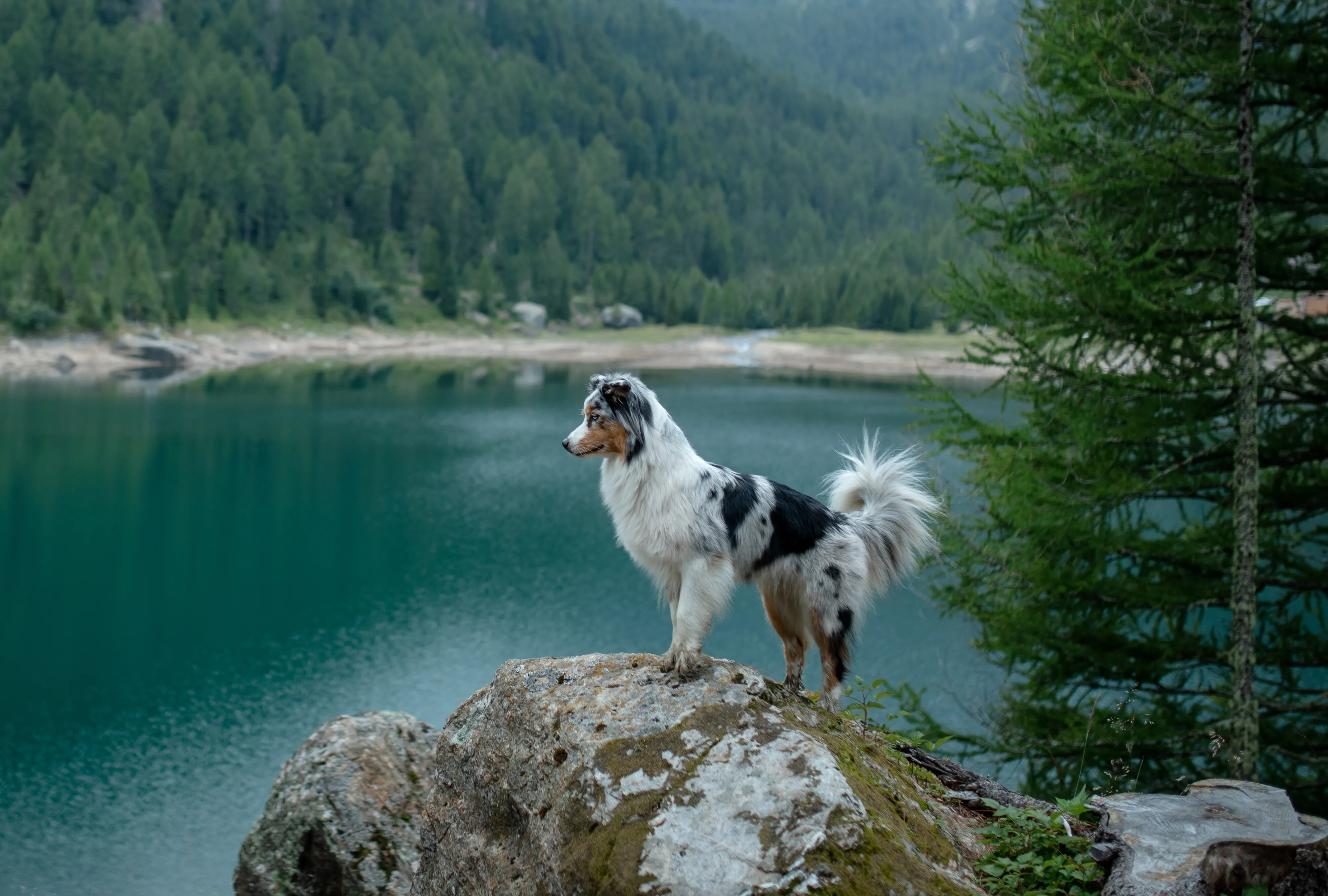 Dog standing on a rock overlooking a lake surrounded by forested hills