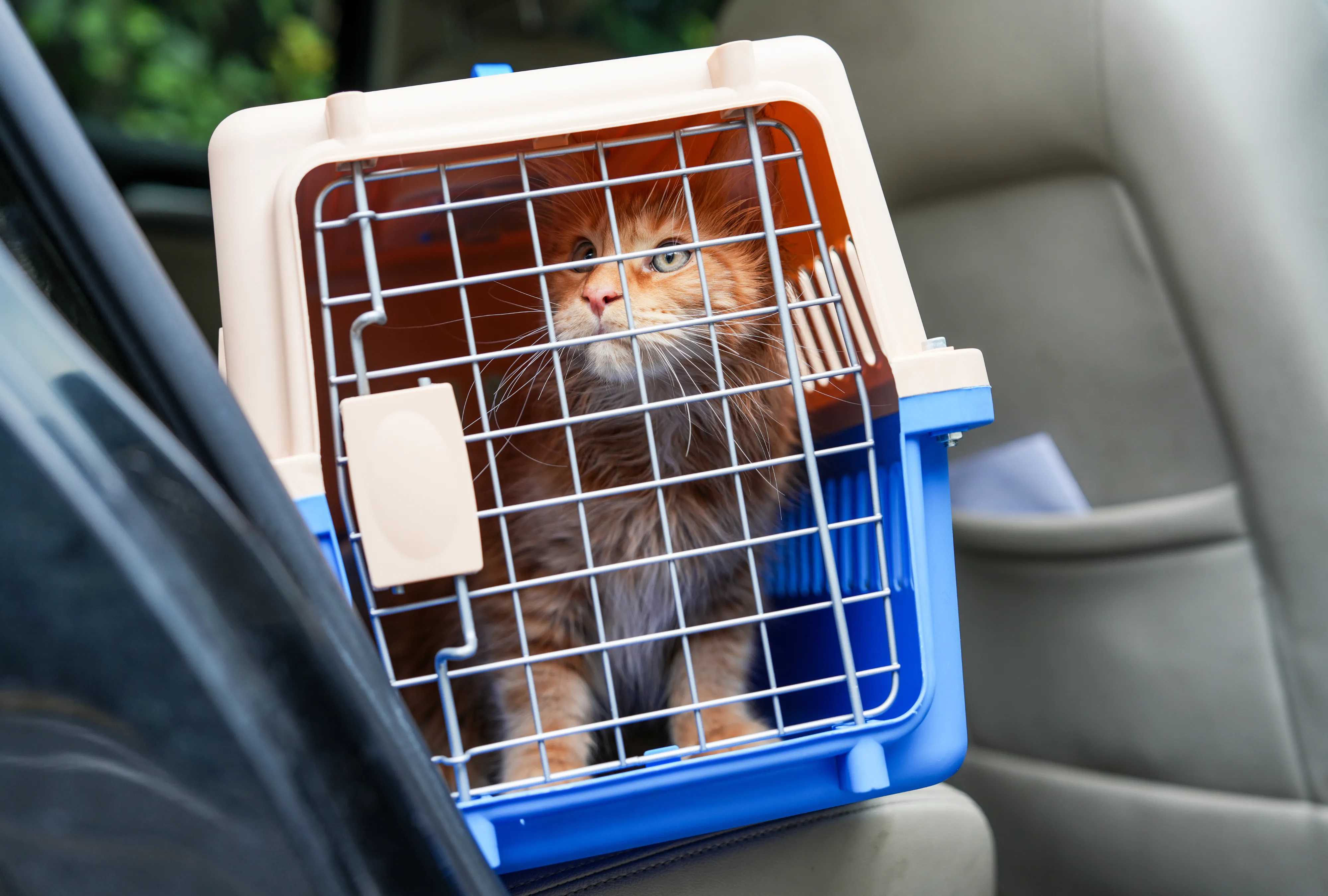 maine coon in carrier in backseat of car