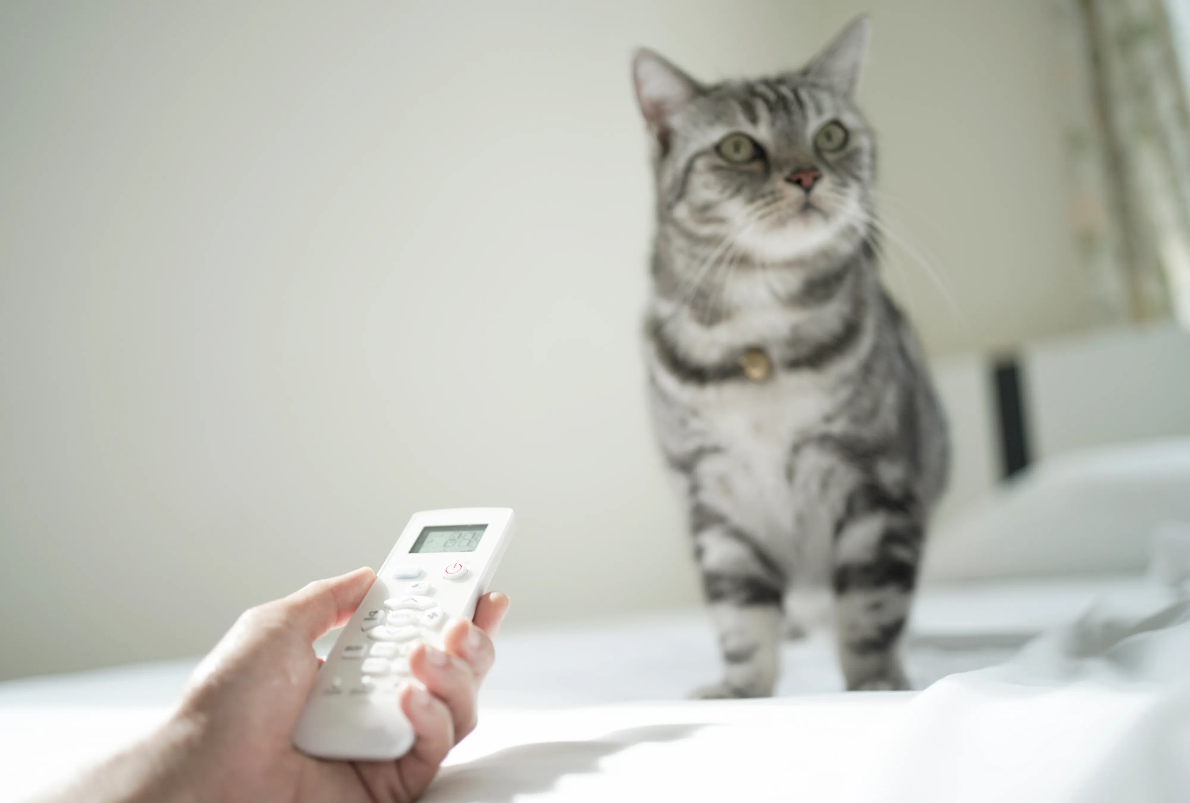 A cat sitting on a bed a hand holding a remote control in the foreground