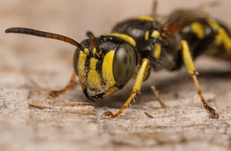 Wasps in Georgia