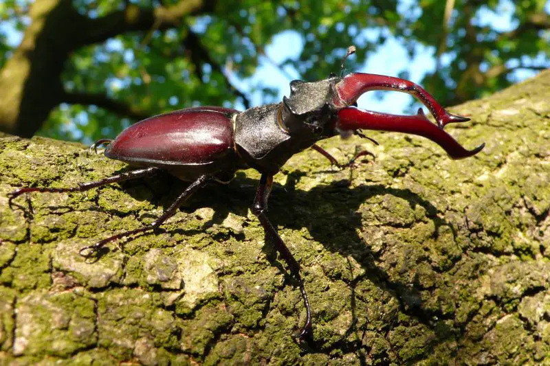 Beetles in Georgia
