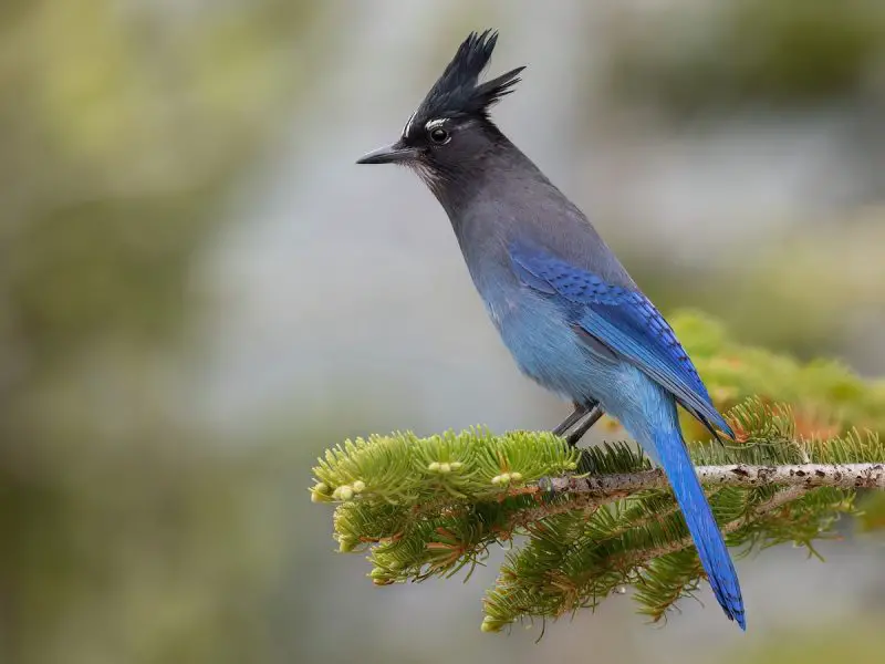 stellers-jay-800x600-2 Types of Jays in Washington State
