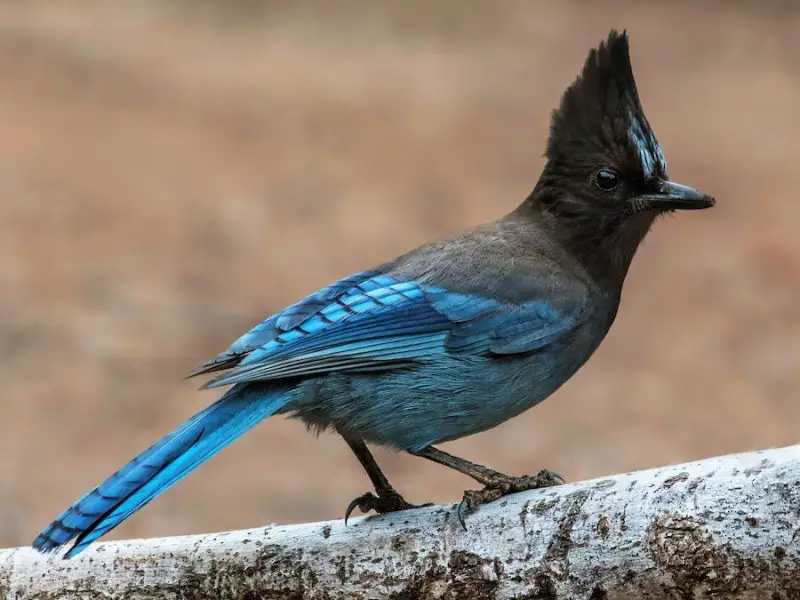 Types of Jays in Oregon
