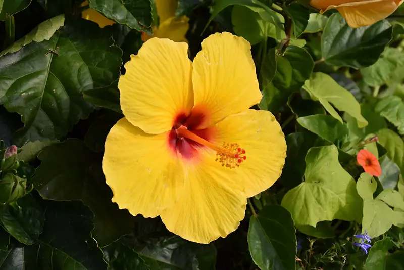 yellow hibiscus