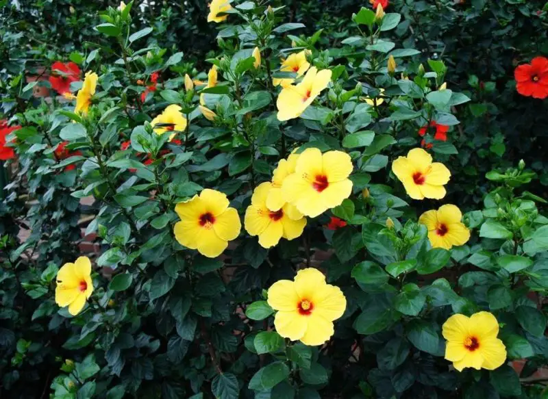 yellow hibiscus