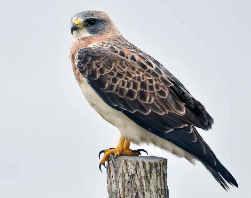 swainsons-hawk-buteo-swainsoni Hawks in Ohio