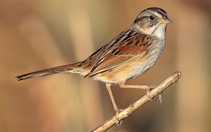 swamp-sparrow-800x501-1 Sparrows in Texas