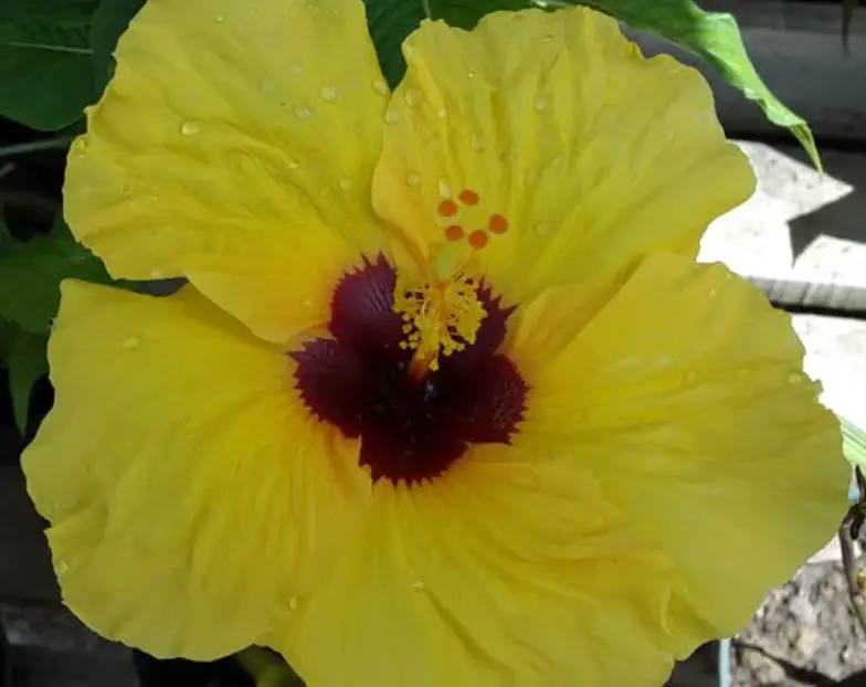 yellow hibiscus