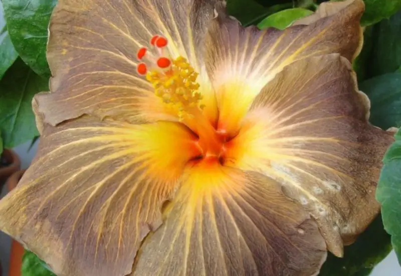yellow hibiscus