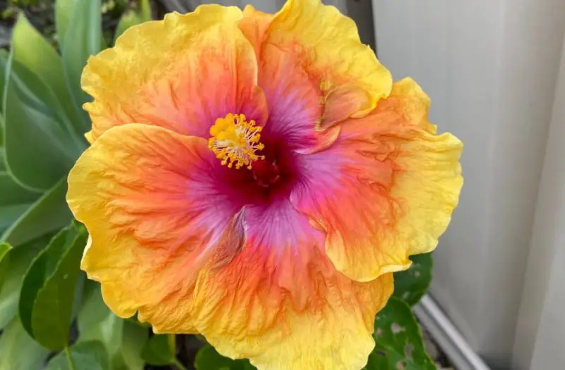 yellow hibiscus