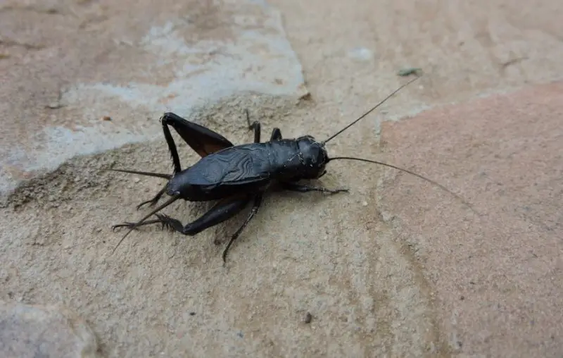 Crickets in Texas