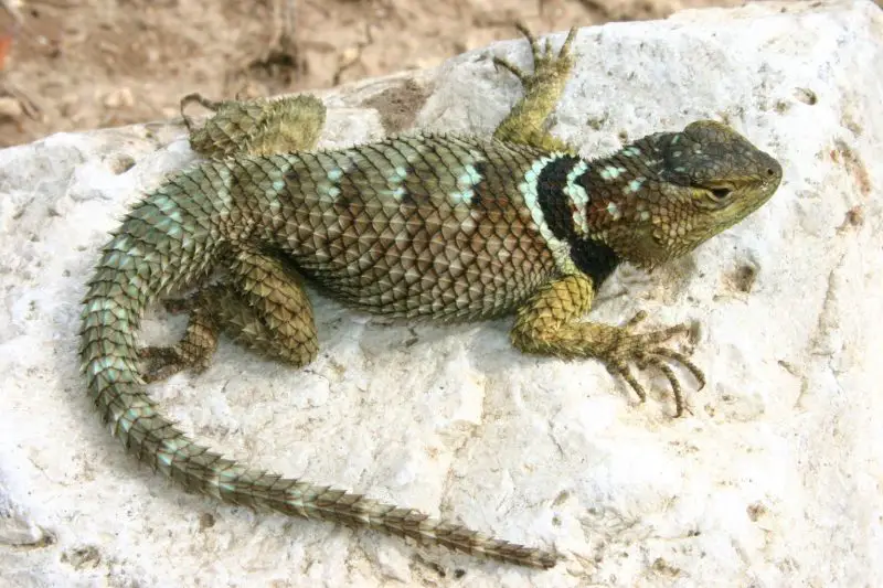 Lizards in Georgia