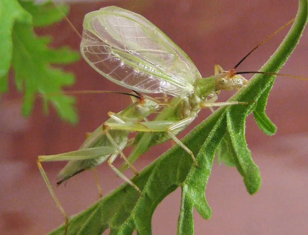 Crickets in Texas
