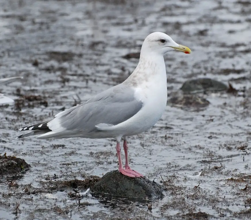 Gulls in Colorado