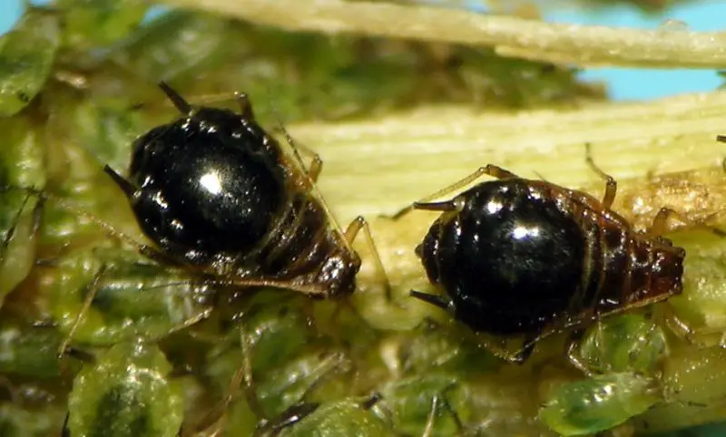 Black Aphids