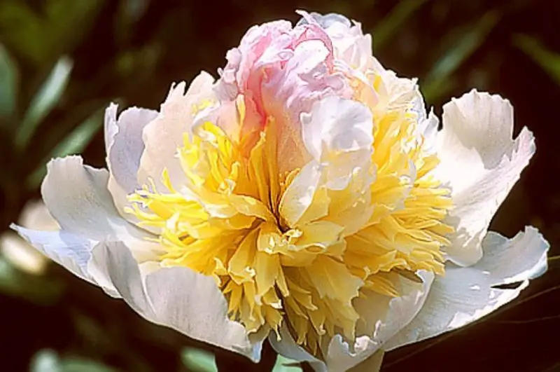 top-brass-800x531-1 Yellow Peonies