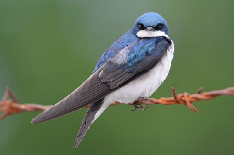 Common Birds in Pennsylvania