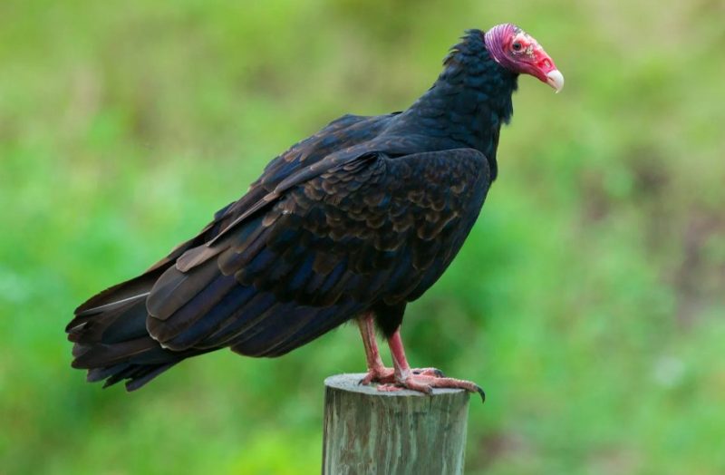 turkey-vulture-800x524-1 Common Birds in Oklahoma