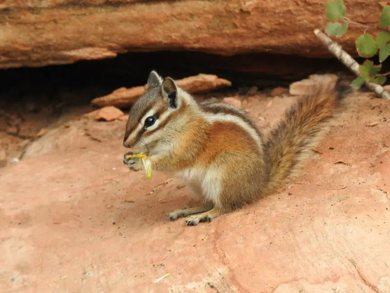 uinta-chipmunk-neotamias-umbrinus-800x600-1 Squirrels in Utah