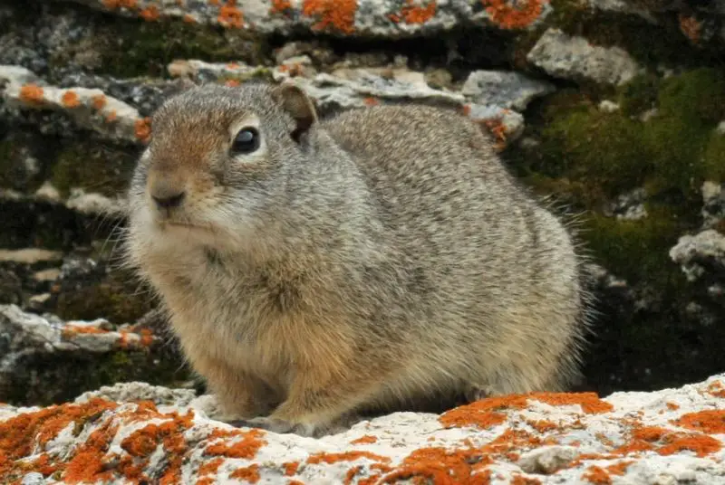 uinta-ground-squirrel-urocitellus-armatus-800x536-1 Squirrels in Utah