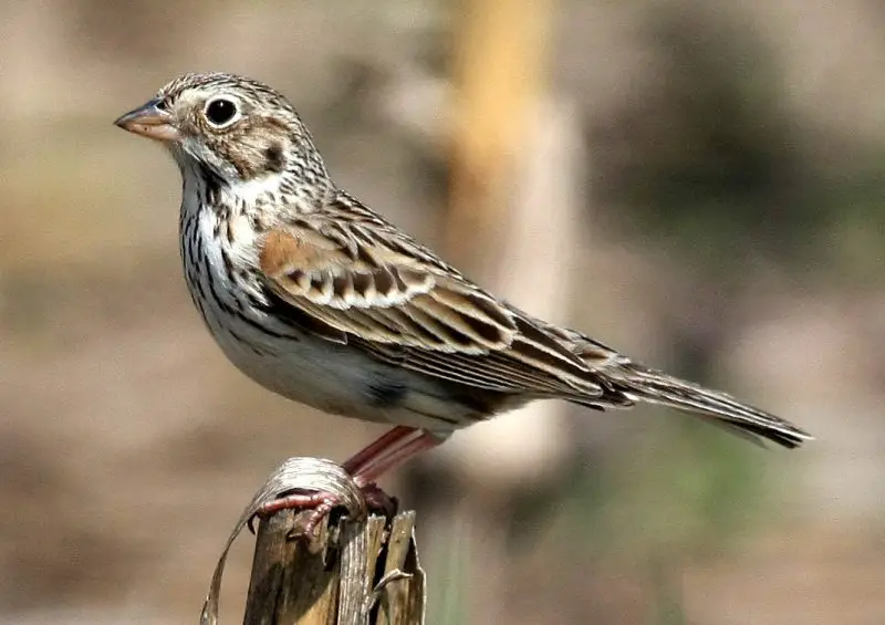 vesper-sparrow-pooecetes-gramineus-800x565-1 Sparrows in Texas