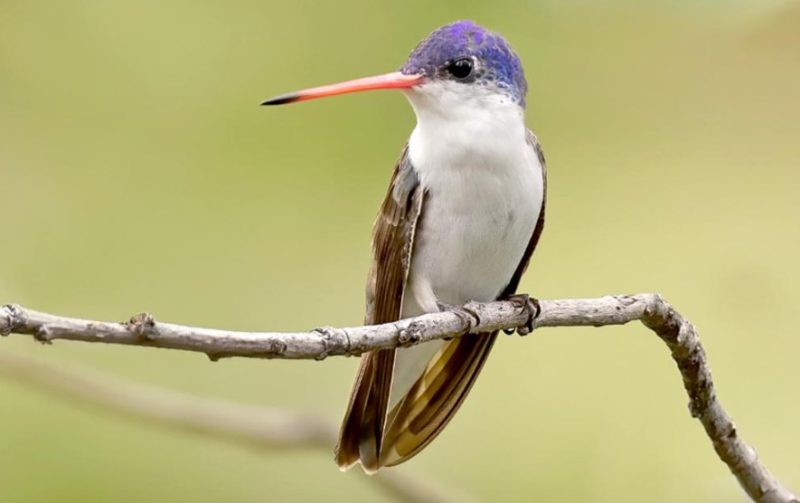 Hummingbirds in Idaho