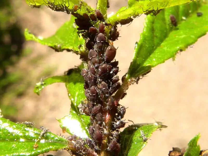 Black Aphids