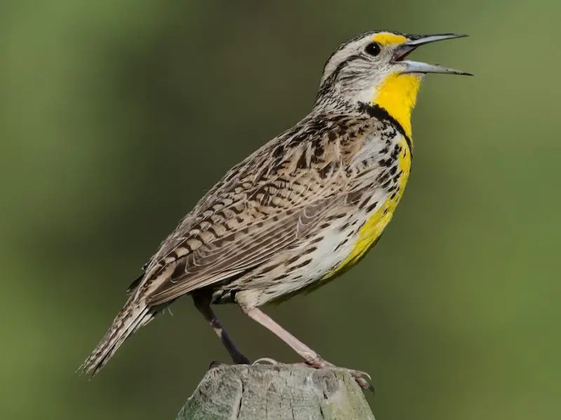 western-meadowlark-sturnella-neglecta-800x600-1 Common Birds in Oklahoma