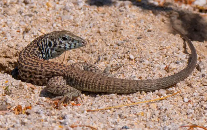 Lizards in Georgia