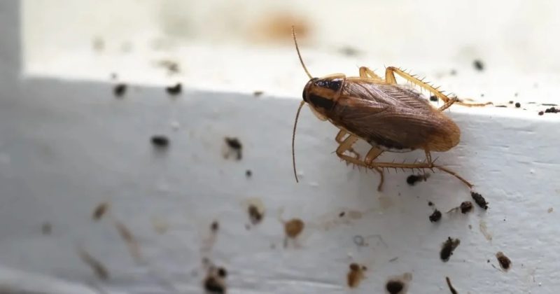 What Cockroach Poop Looks Like