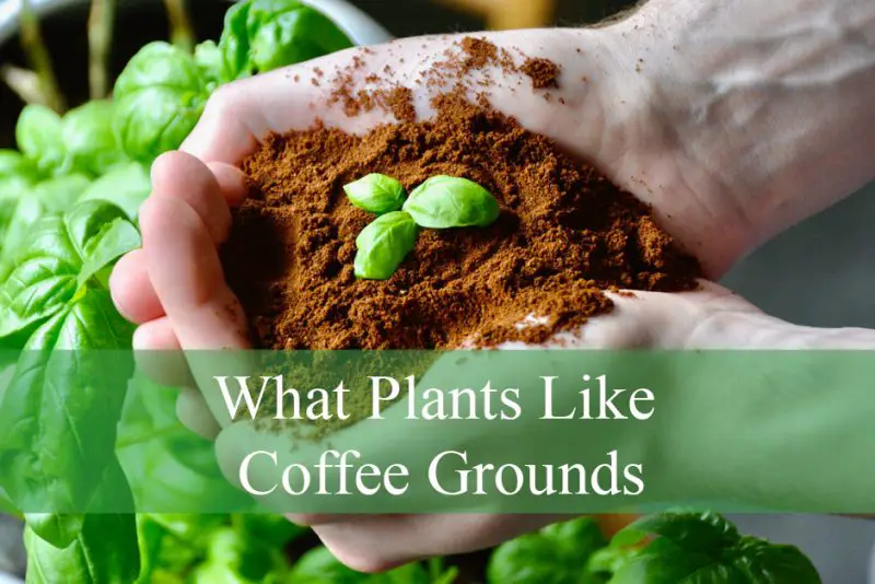 What Plants Like Coffee Grounds