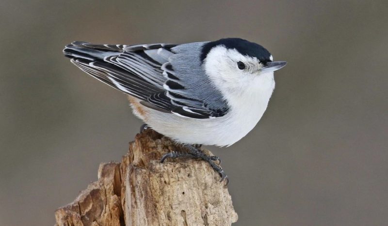 white-breasted-nuthatch-800x467-1-1 Common Birds in Oklahoma