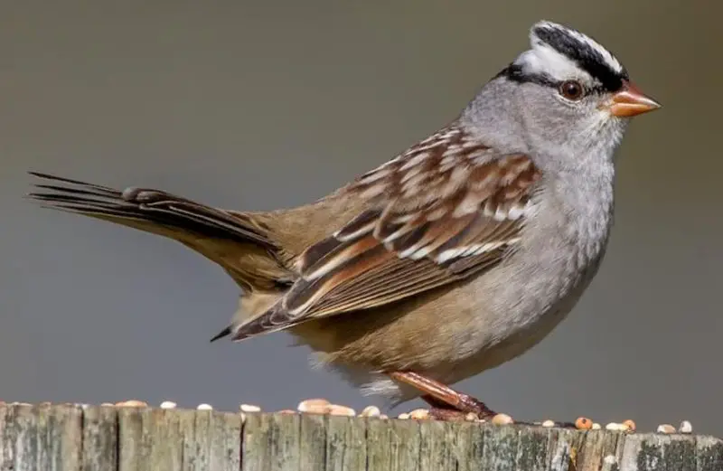 Common Birds in Oregon