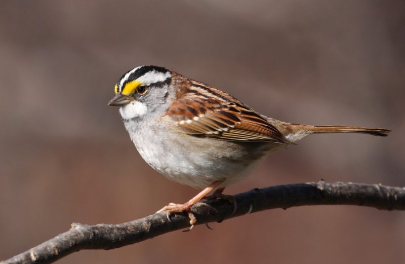 white-throated-sparrow-800x521-1-1 Sparrows in Texas