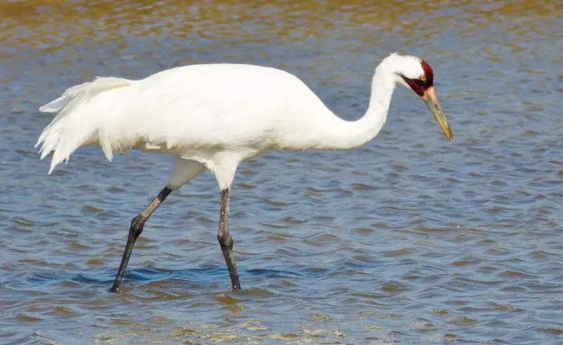 Cranes in Michigan