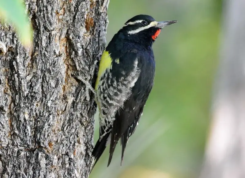 Woodpeckers in Montana