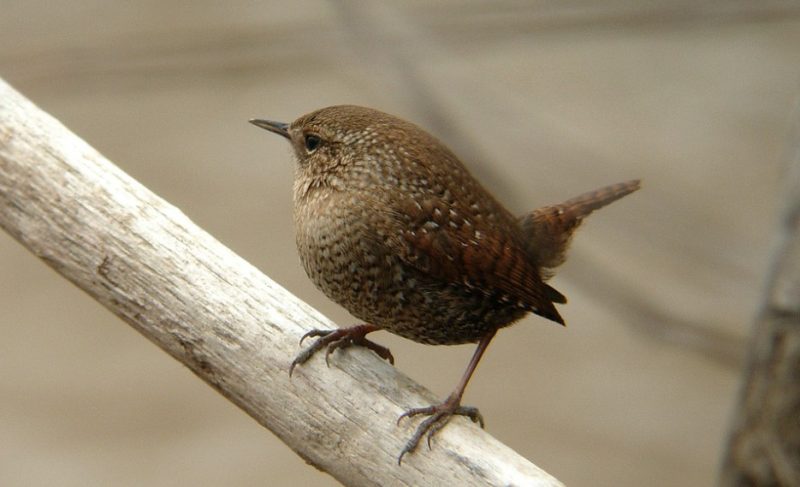 Wrens in Michigan