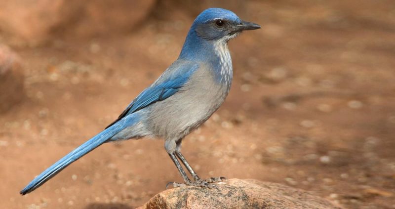 woodhouses-scrub-jay-800x423-1 Types of Jays in Washington State