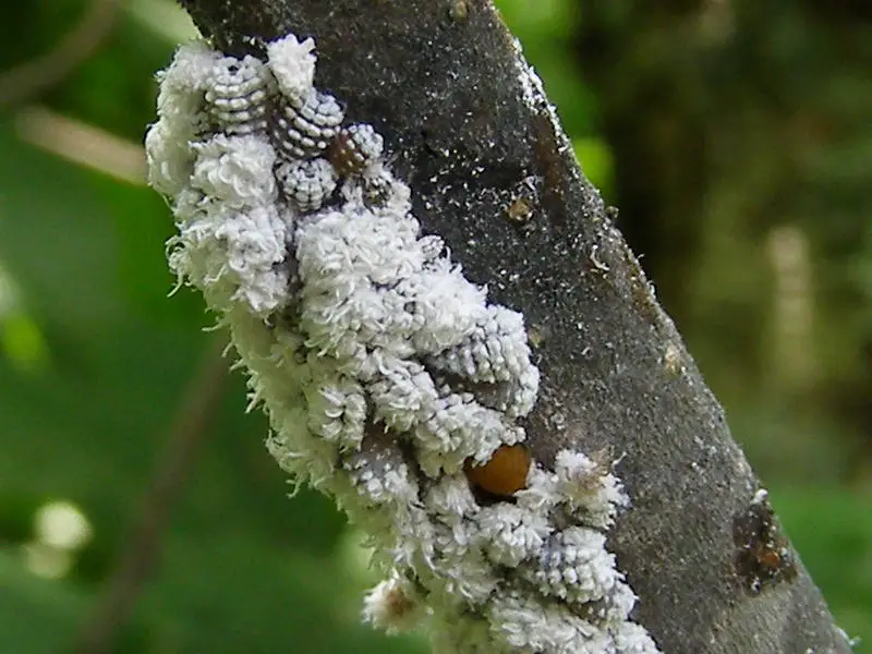 Black Aphids